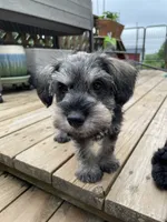 Butterscotch, a female Miniature Schnauzer for sale in Waterloo, NE – 1 of 6