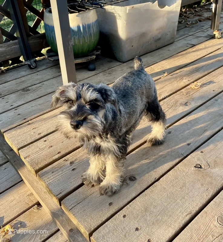 Butterscotch – Miniature Schnauzer puppy for sale in Omaha, NE