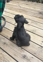 Blake Knight, a male Miniature Schnauzer for sale in Omaha, NE – 4 of 8