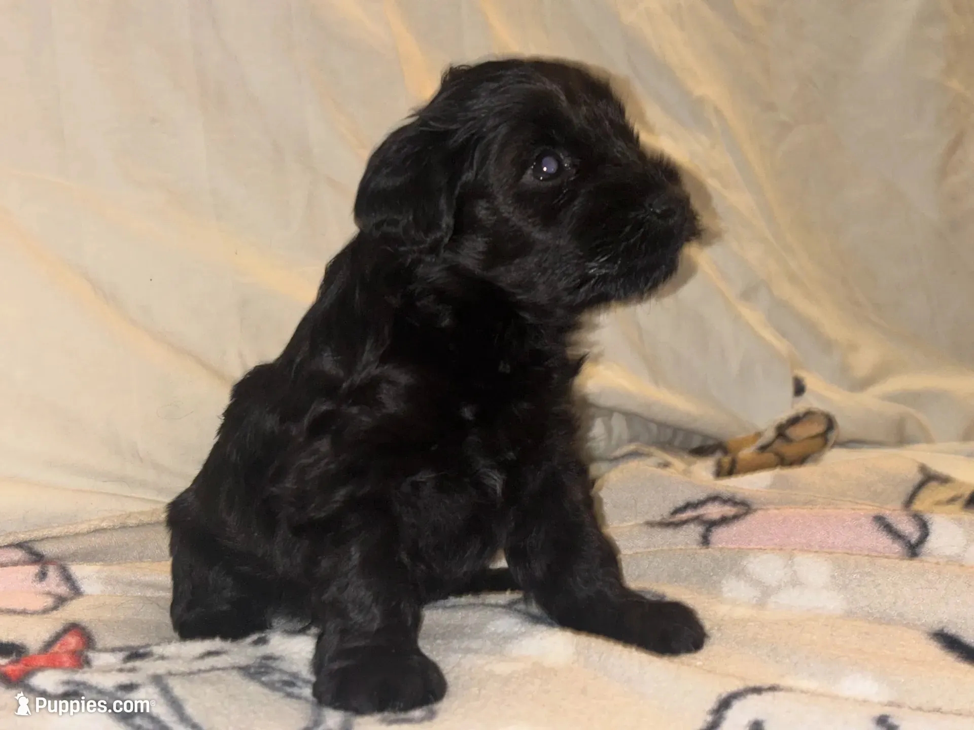 Blake Knight, a male Miniature Schnauzer for sale in Omaha, NE – 5 of 8