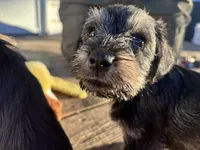 Billy Jean, a female Miniature Schnauzer for sale in Omaha, NE – 1 of 6