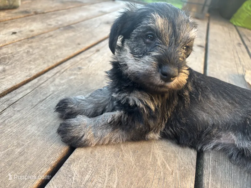 Butterscotch Baby – Miniature Schnauzer puppy for sale in Omaha, NE