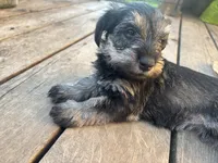 Butterscotch Baby, a female Miniature Schnauzer for sale in Omaha, NE – 1 of 5