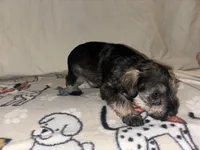 Butterscotch Baby, a female Miniature Schnauzer for sale in Omaha, NE – 2 of 2