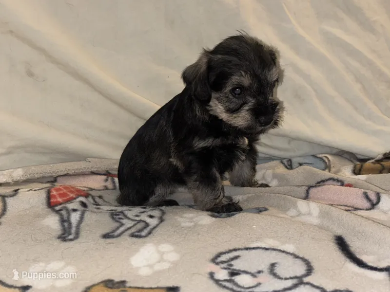 Billy Jean – Miniature Schnauzer puppy for sale in Omaha, NE