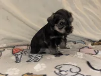 Billy Jean, a female Miniature Schnauzer for sale in Omaha, NE – 1 of 2