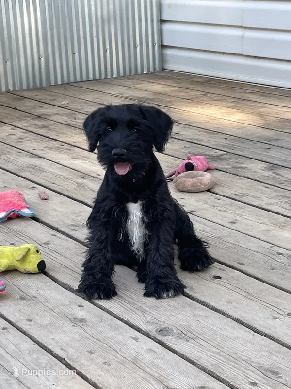 Beau Duncan – Miniature Schnauzer puppy for sale in Omaha, NE