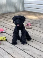 Beau Duncan, a male Miniature Schnauzer for sale in Omaha, NE – 1 of 4