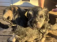 Billy Jean, a female Miniature Schnauzer for sale in Omaha, NE – 5 of 6