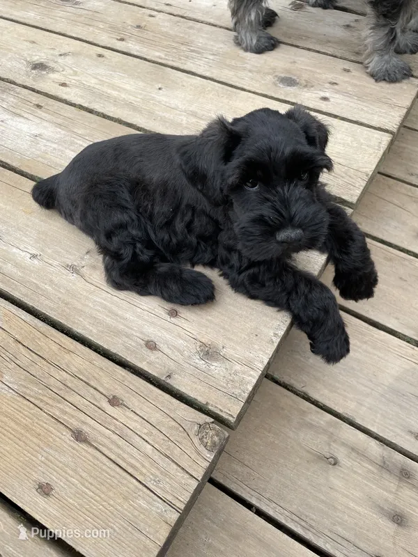 Blake Knight – Miniature Schnauzer puppy for sale in Omaha, NE