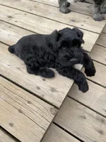 Blake Knight, a male Miniature Schnauzer for sale in Omaha, NE – 2 of 8
