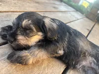 Butterscotch Baby, a female Miniature Schnauzer for sale in Omaha, NE – 2 of 5