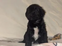 Beau Duncan, a male Miniature Schnauzer for sale in Omaha, NE – 1 of 2