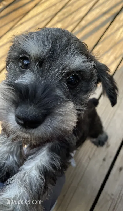 Butterscotch – Miniature Schnauzer puppy for sale in Waterloo, NE