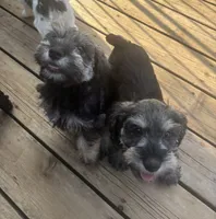 Billy Jean, a female Miniature Schnauzer for sale in Omaha, NE – 3 of 6