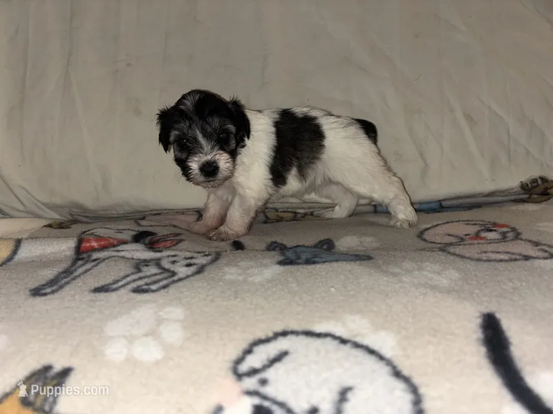 Blue Bell – Miniature Schnauzer puppy for sale in Omaha, NE
