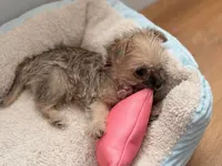 Layla, a female Chihuahua and Shih Tzu for sale in Newark, NJ – Photo 3 of 3