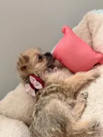 Layla, a female Chihuahua and Shih Tzu for sale in Newark, NJ – Photo 2 of 3