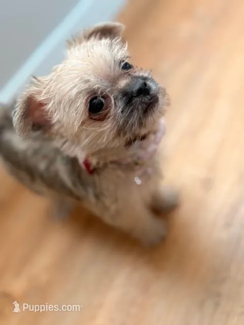 Layla – Chihuahua, Shih Tzu puppy for sale in Newark, NJ