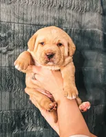 Lime Green, a male Labrador Retriever for sale in Osawatomie, KS – Photo 1 of 7