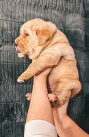 Lime Green, a male Labrador Retriever for sale in Osawatomie, KS – Photo 2 of 7