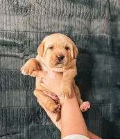 Lime Green, a male Labrador Retriever for sale in Osawatomie, KS – Photo 3 of 7