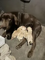 Lime Green, a male Labrador Retriever for sale in Osawatomie, KS – Photo 6 of 7