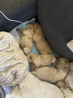 Lime Green, a male Labrador Retriever for sale in Osawatomie, KS – Photo 4 of 7