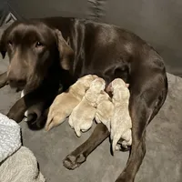 Red, a male Labrador Retriever for sale in Osawatomie, KS – Photo 6 of 6