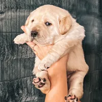 Red, a male Labrador Retriever for sale in Osawatomie, KS – Photo 2 of 6