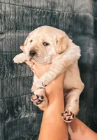 Dark Green, a male Labrador Retriever for sale in Osawatomie, KS – Photo 2 of 6