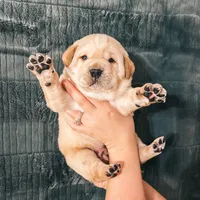 Red, a male Labrador Retriever for sale in Osawatomie, KS – Photo 1 of 6