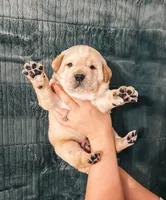 Dark Green, a male Labrador Retriever for sale in Osawatomie, KS – Photo 1 of 6