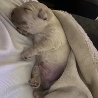 Red, a male Labrador Retriever for sale in Osawatomie, KS – Photo 5 of 6