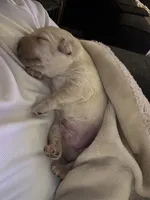 Dark Green, a male Labrador Retriever for sale in Osawatomie, KS – Photo 5 of 6