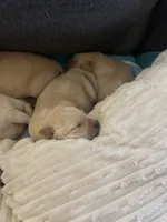 Purple, a female Labrador Retriever for sale in Osawatomie, KS – Photo 3 of 7