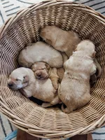 Purple, a female Labrador Retriever for sale in Osawatomie, KS – Photo 4 of 7