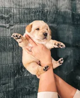 Purple, a female Labrador Retriever for sale in Osawatomie, KS – Photo 1 of 7