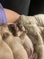 Purple, a female Labrador Retriever for sale in Osawatomie, KS – Photo 5 of 7