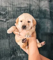 Purple, a female Labrador Retriever for sale in Osawatomie, KS – Photo 2 of 7