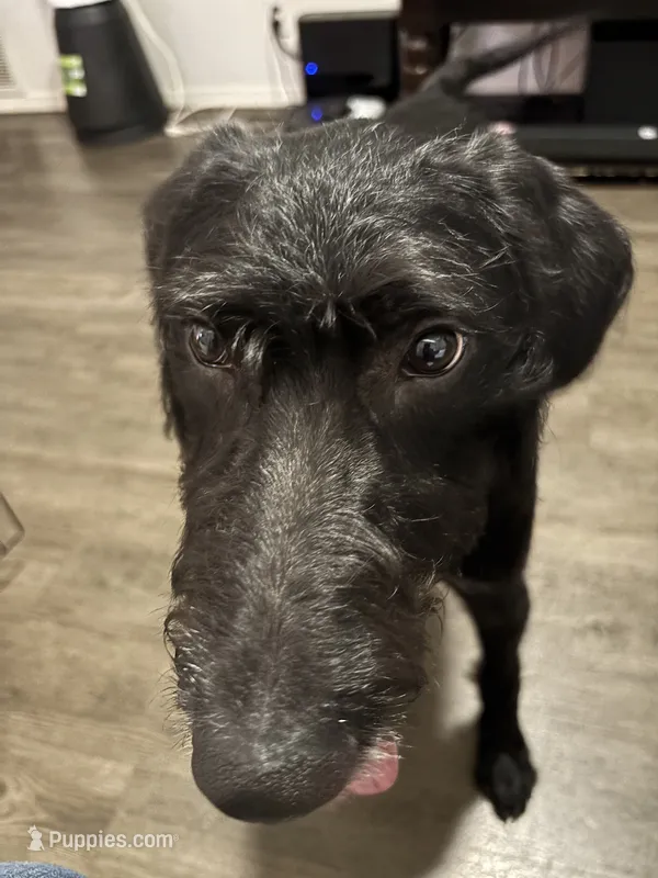 Twix – Labradoodle puppy for sale in La Porte, IN