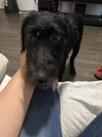 Twix, a male Labradoodle for sale in La Porte, IN – 2 of 2