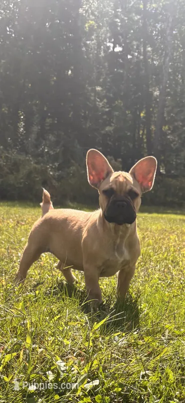 Anna – French Bulldog puppy for sale in Standish, ME