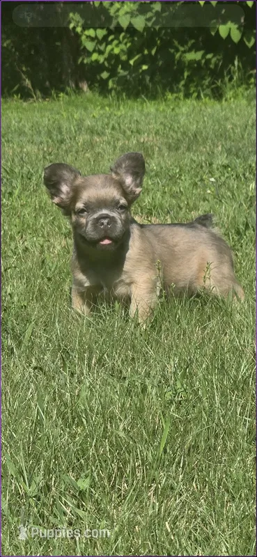 Stewart  – French Bulldog puppy for sale in Standish, ME