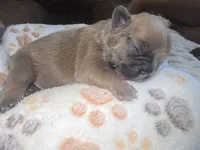 Teddy, a male French Bulldog for sale in Standish, ME – 3 of 3