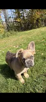 Stewart , a male French Bulldog for sale in Standish, ME – 3 of 10