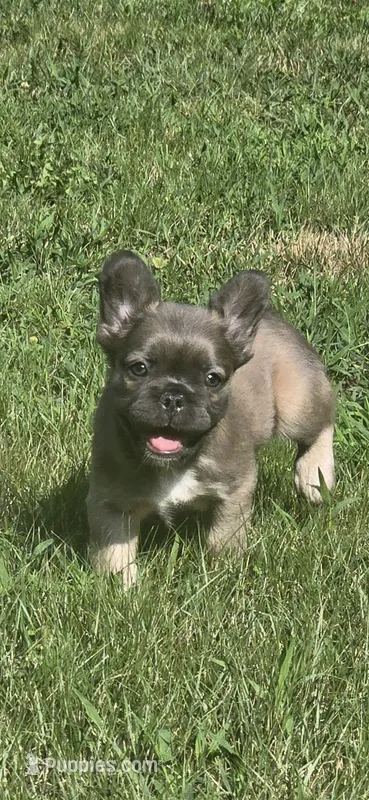 Biggie – French Bulldog puppy for sale in Standish, ME