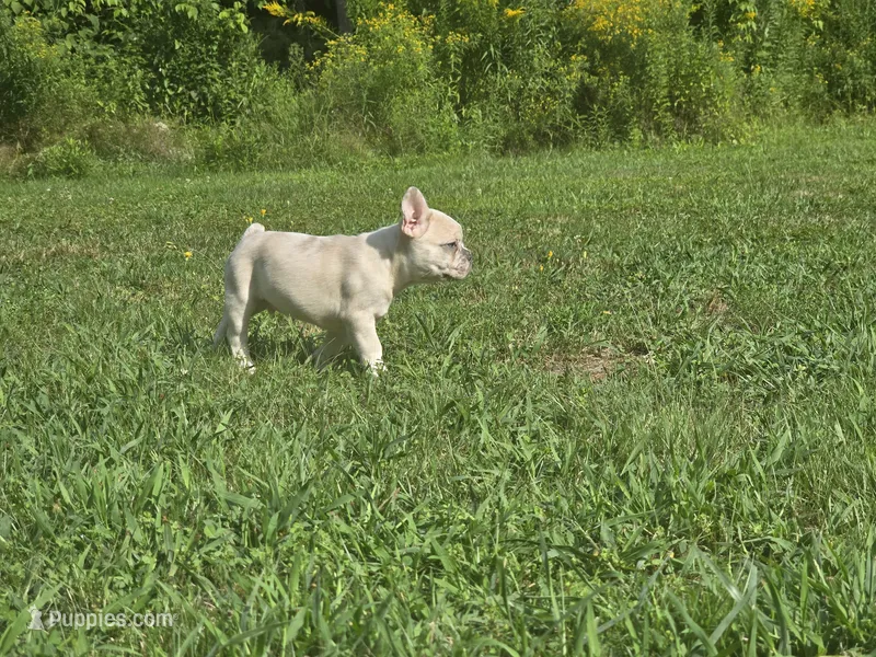 Zeus – French Bulldog puppy for sale in Standish, ME