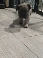 Dolly, a female French Bulldog for sale in Standish, ME – 2 of 2