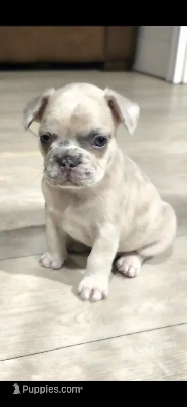 Zeus – French Bulldog puppy for sale in Standish, ME